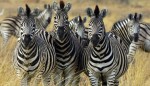 zebre-390x224
